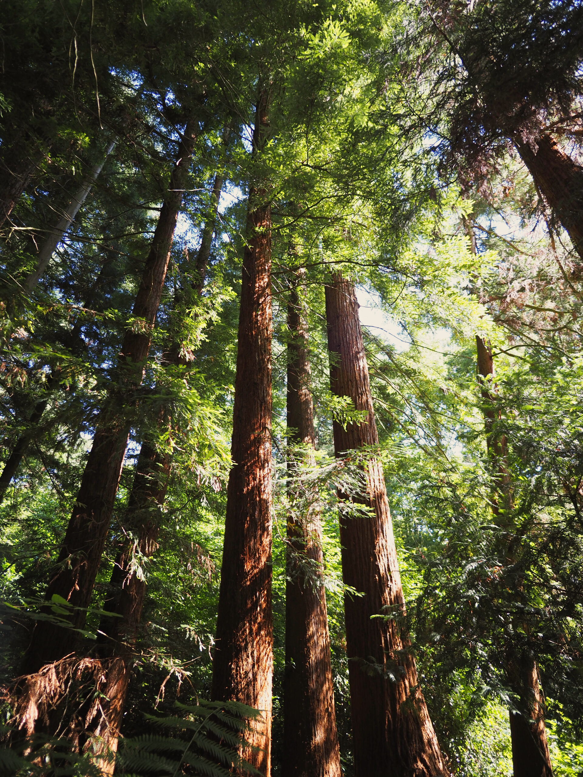Ich glaub ich steh‘ im Wald!